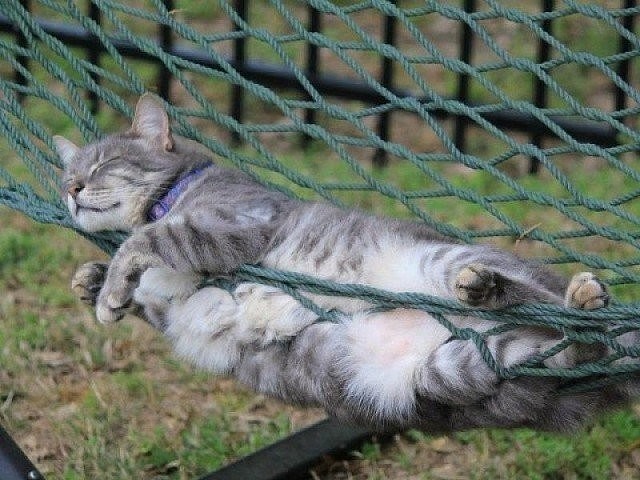 Котик спит в шезлонге