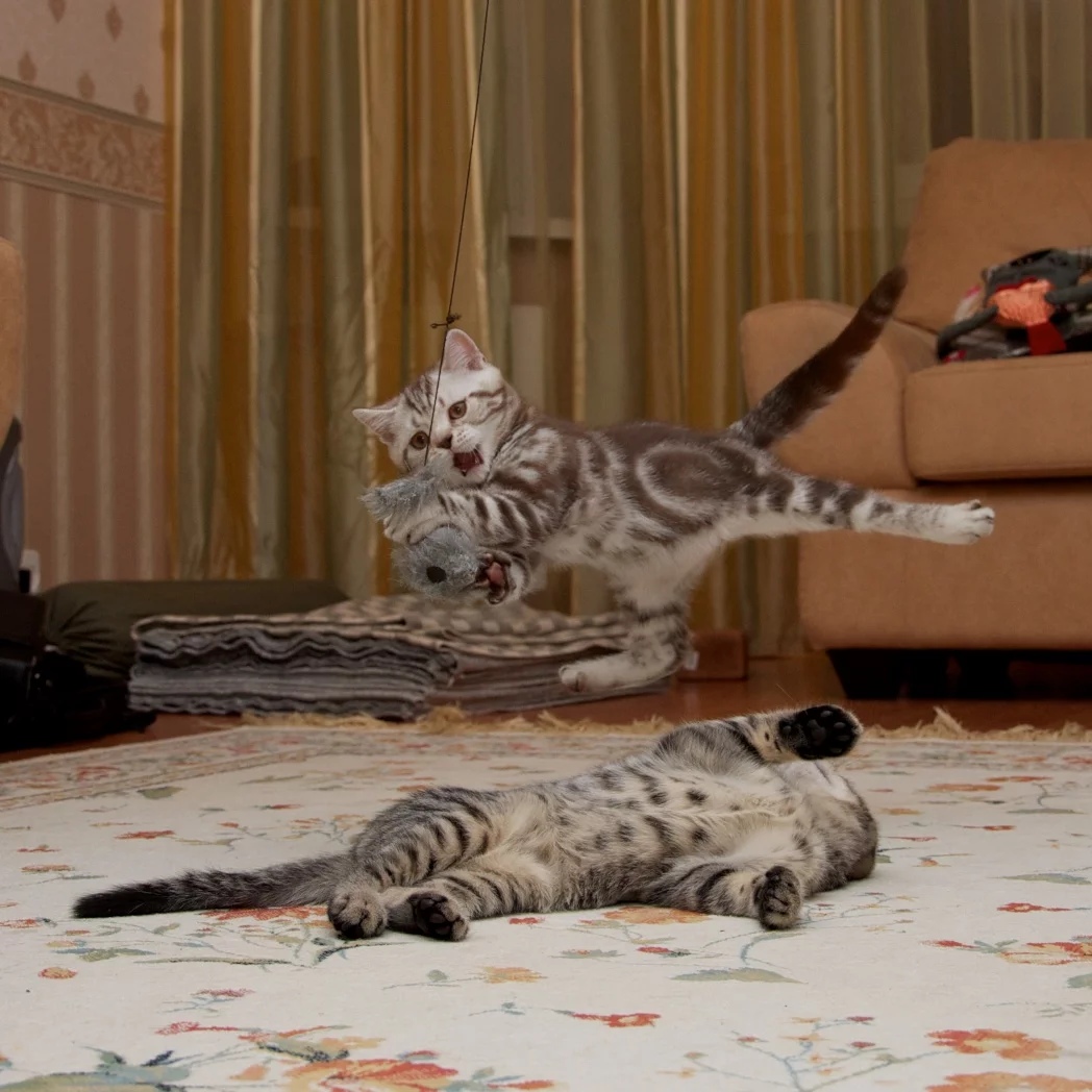 Два полосатика играют