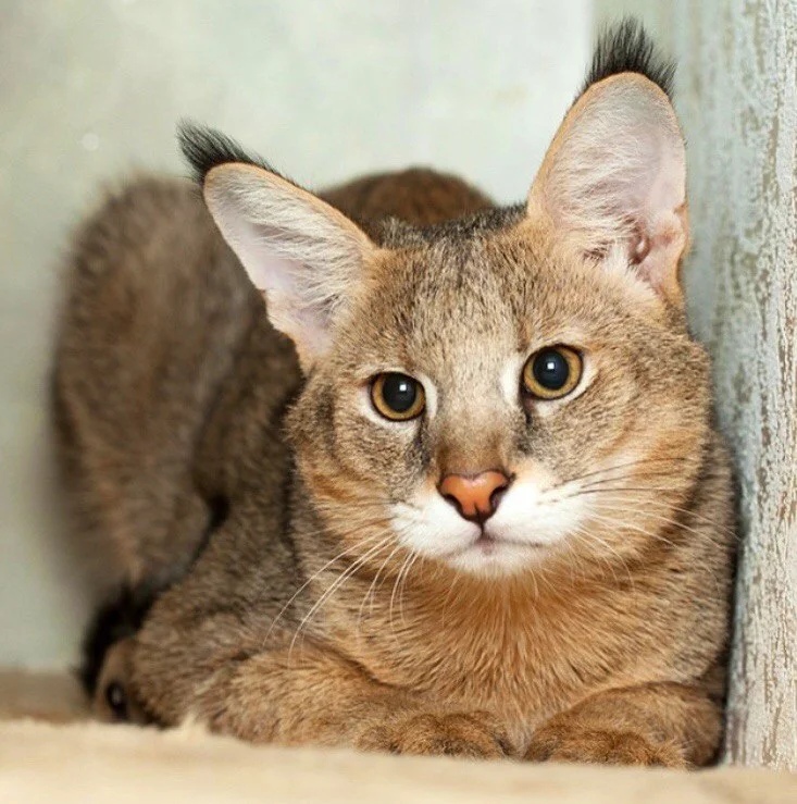 Рыжеватый котик