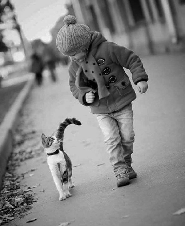 Кот и ребёнок шагают