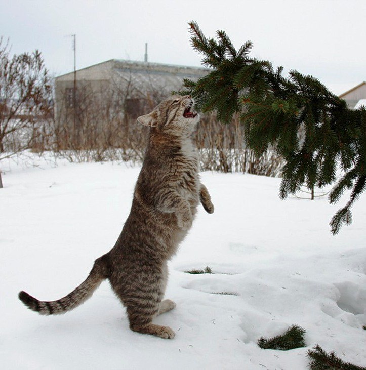 Котик нюхает ёлочку