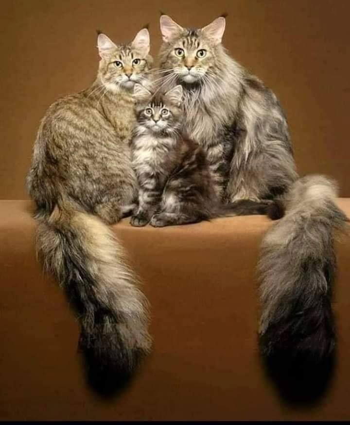 Семейная фотосессия