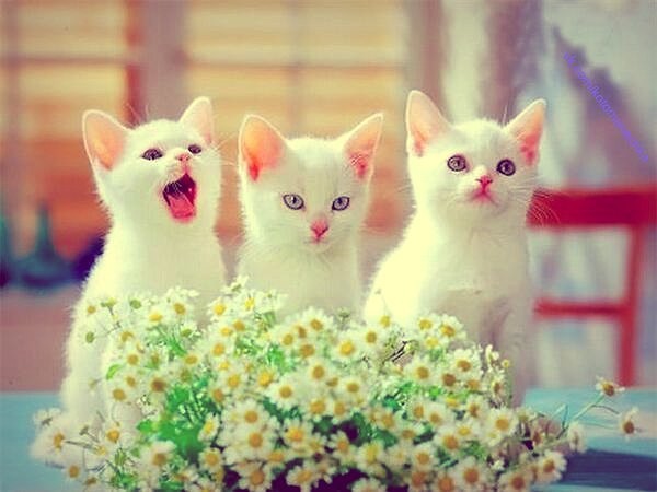 Три белоснежки с ромашками