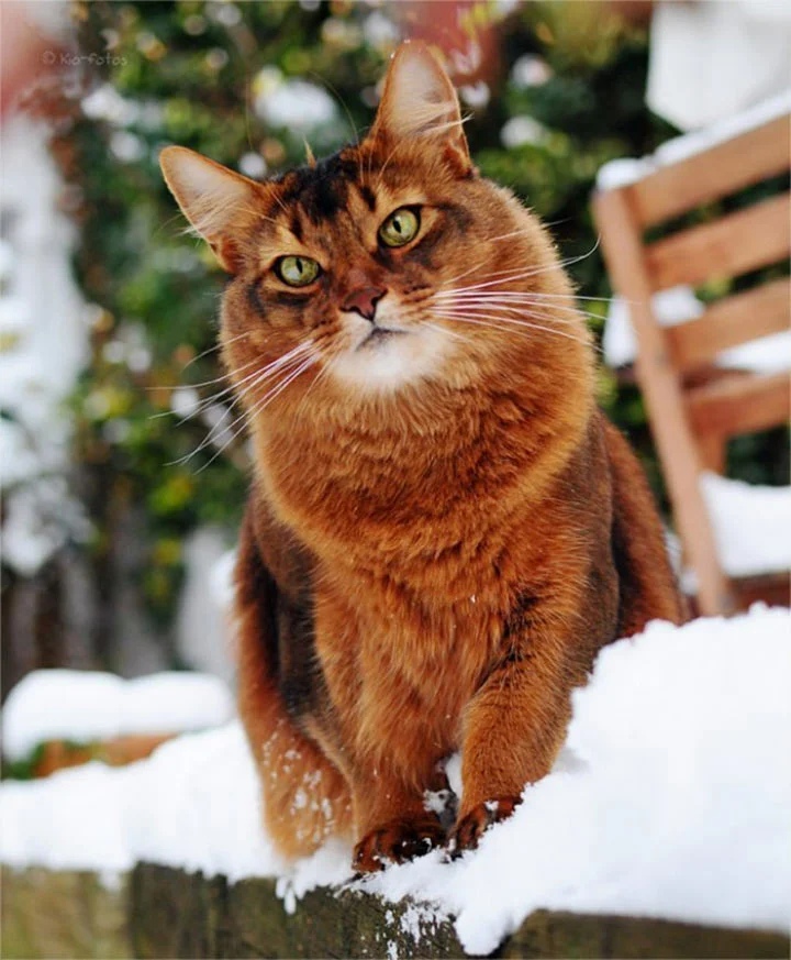 Рыжий котик на лавочке