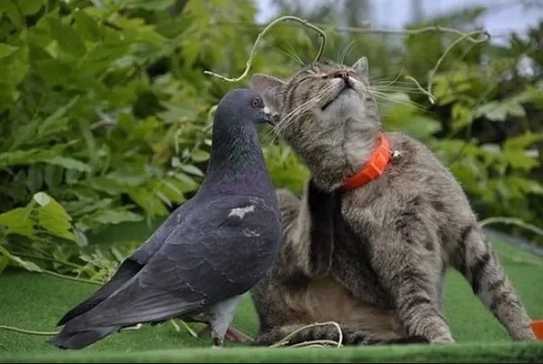 Полосатый кот и голубь