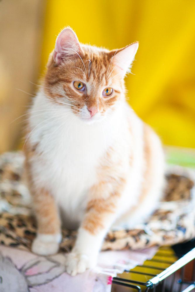 Я хозяйке помогала, да уморилась