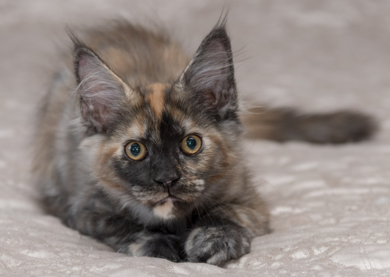 Я от праздников устала и наверно, отдохну