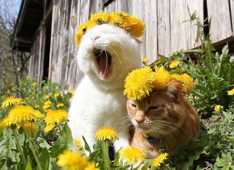 Ромашки спрятались, поникли лютики