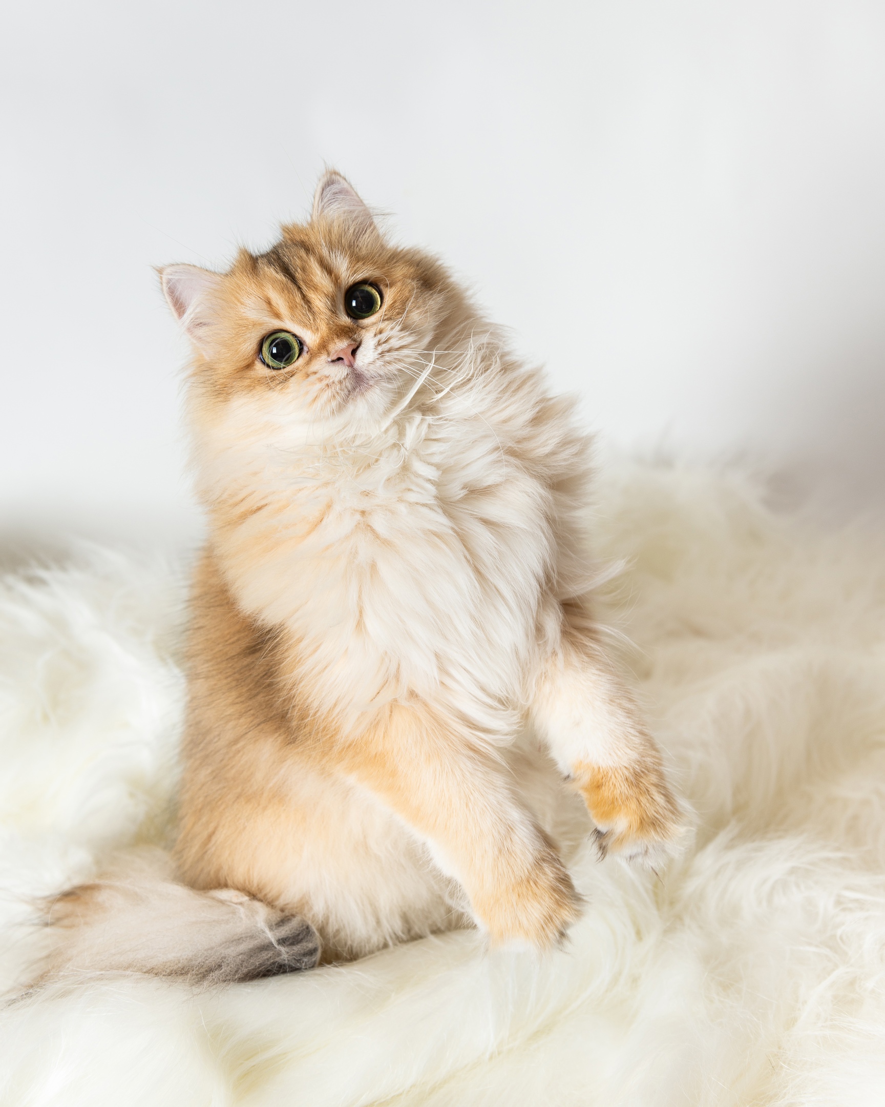 Вы, мне шёрстку не причешите