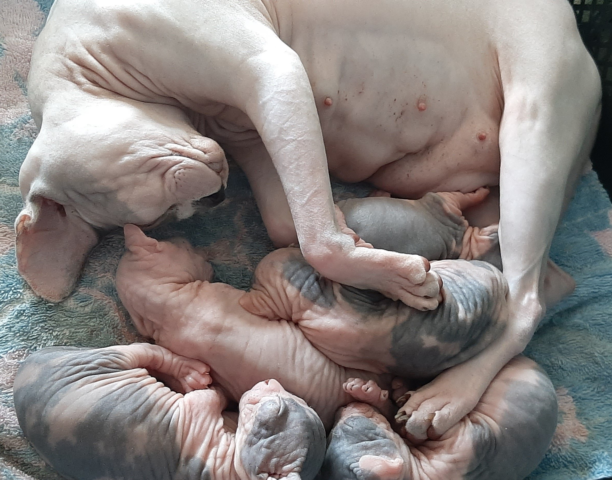 Умаялось, многодетное семейство