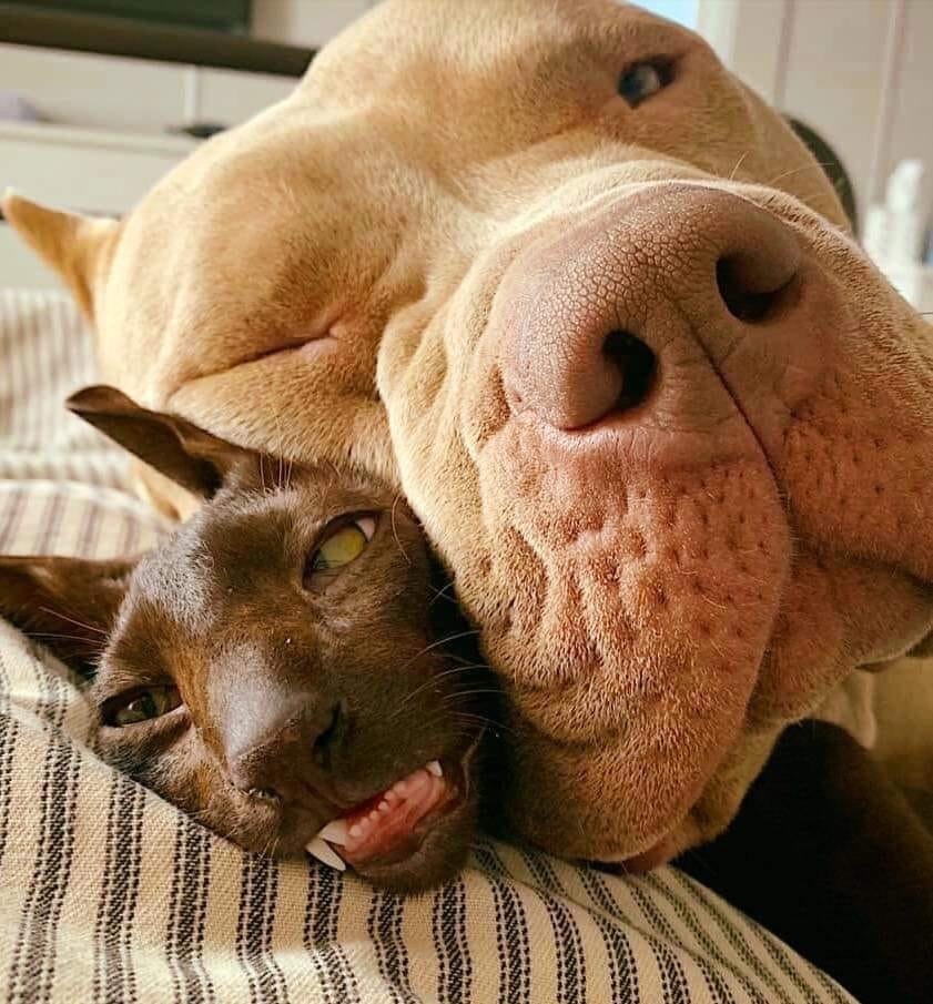 Шарик, может тебе поменьше есть