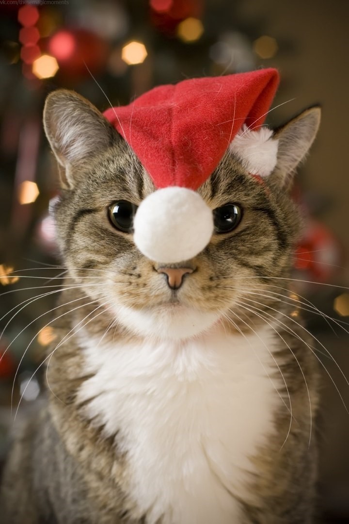 Вот и снова, Новый год