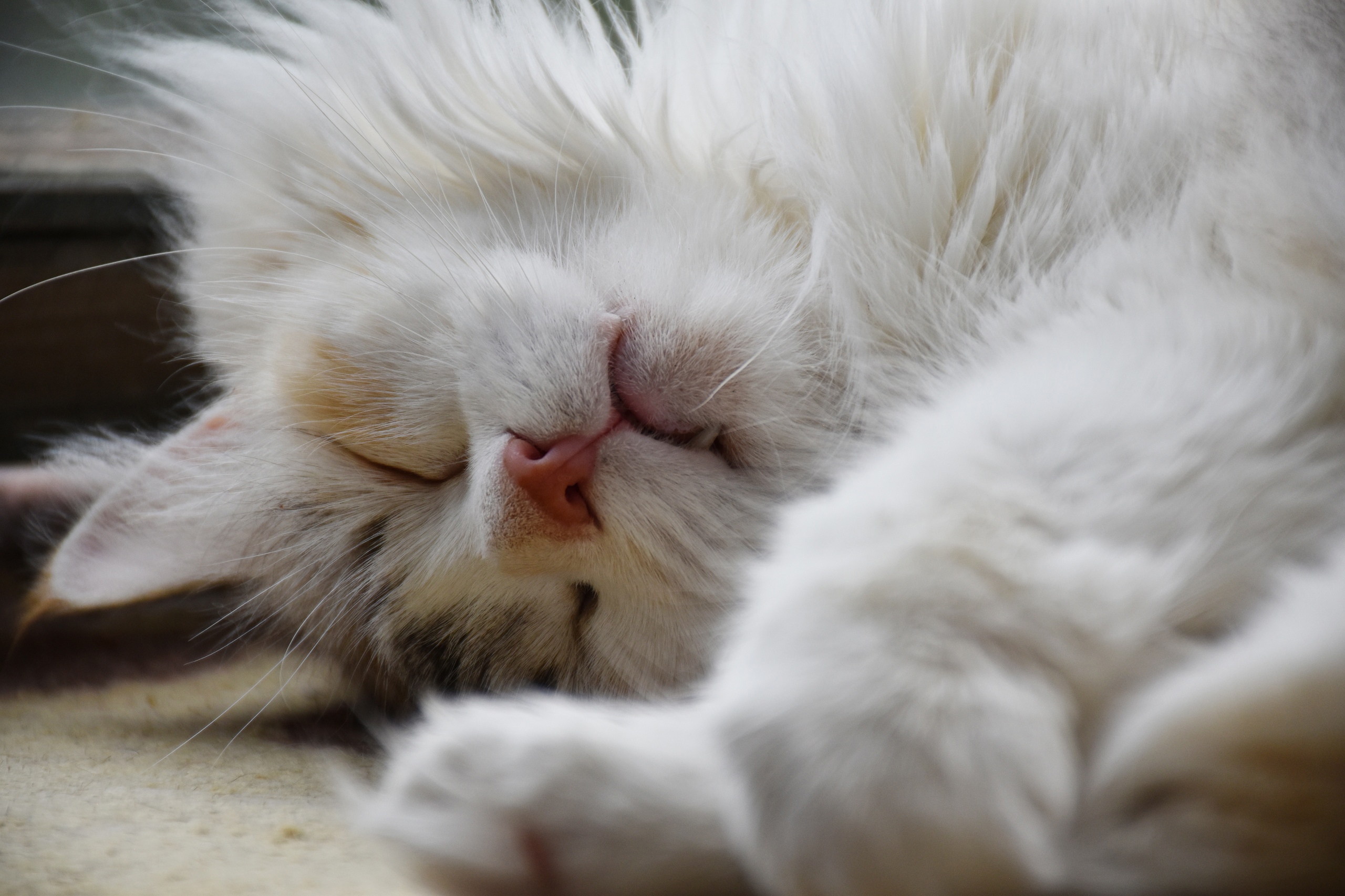 Киса спит, она устала