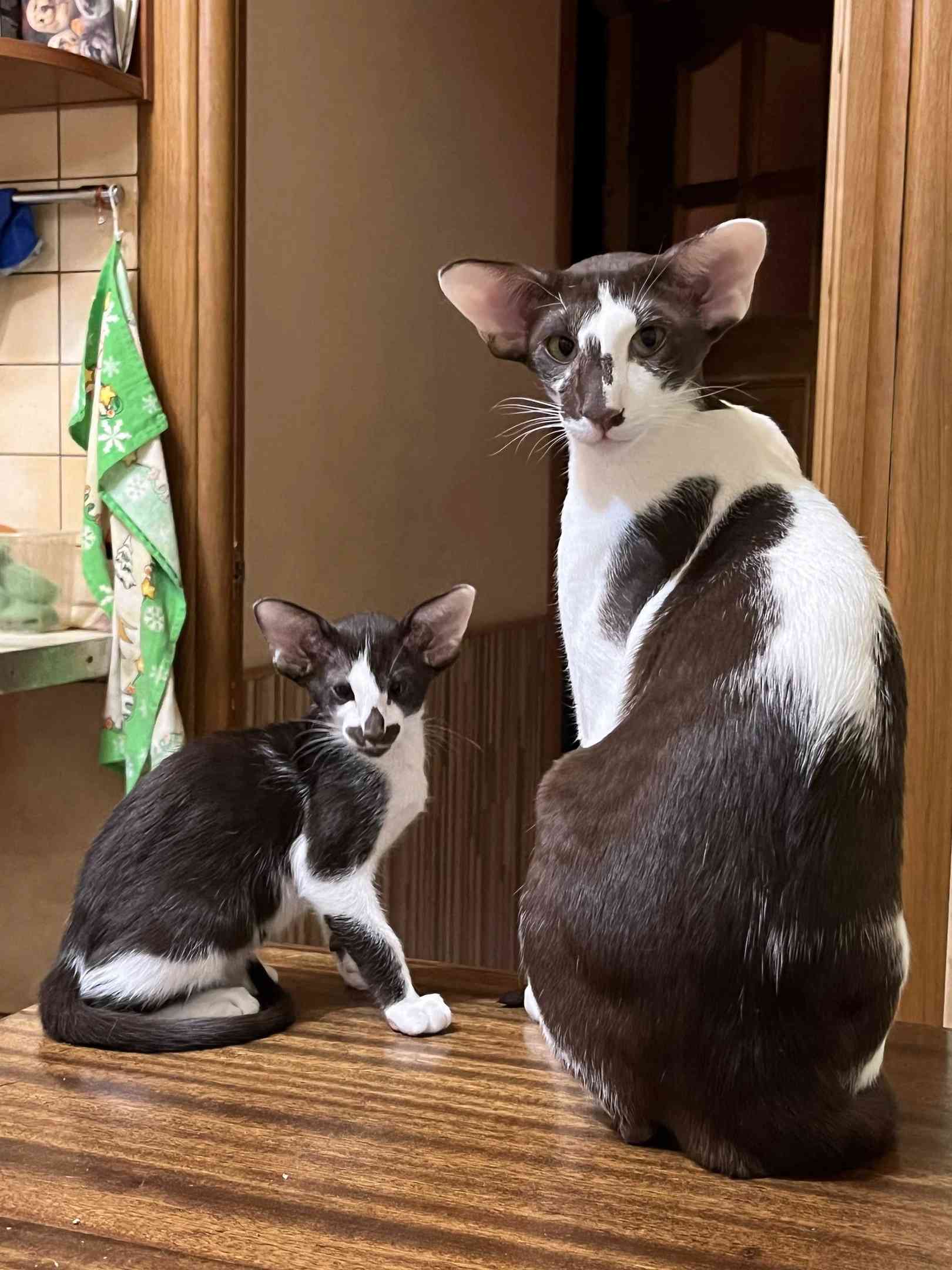 Папа с дочкой - обучает