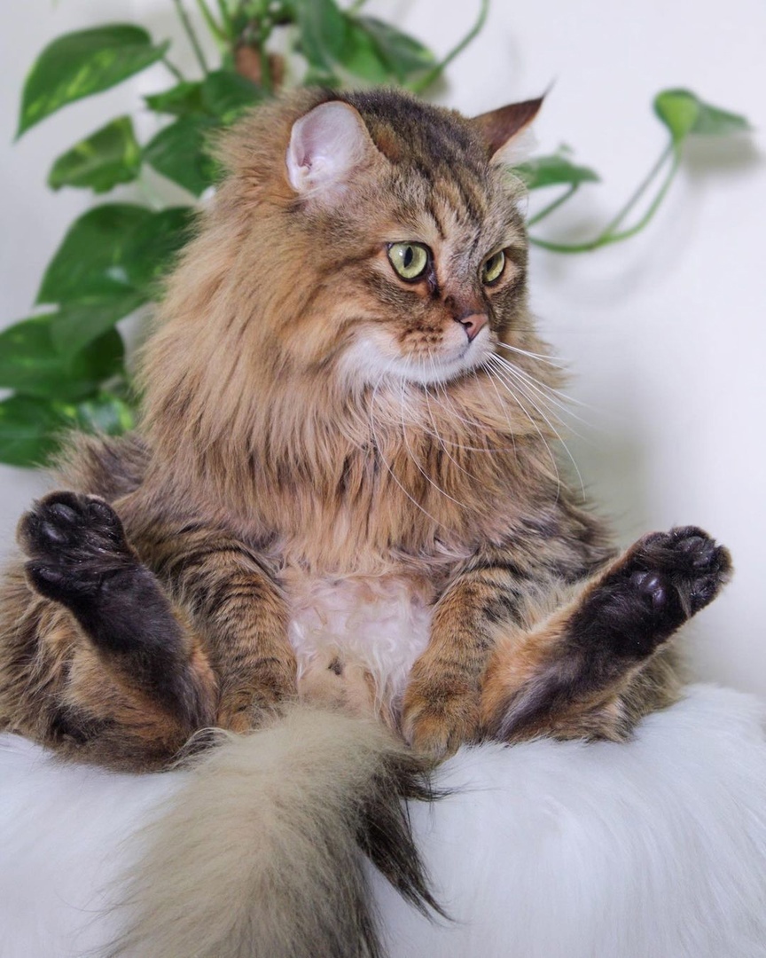 Встать или ещё поспать