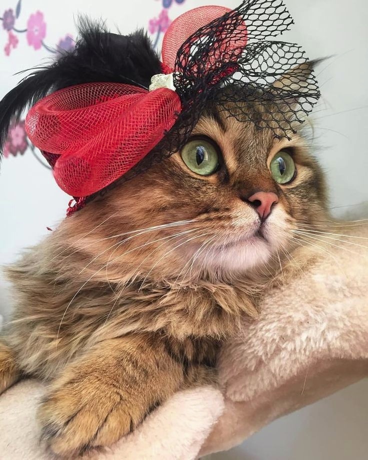 Мадам, Вы восхитительны