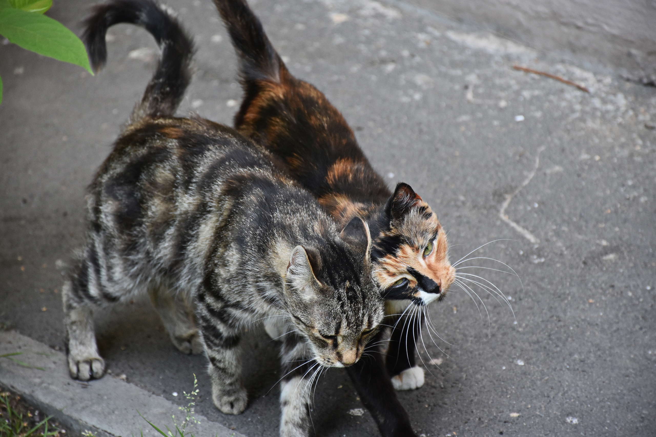 Мы с подругою гуляли и все лапы истоптали