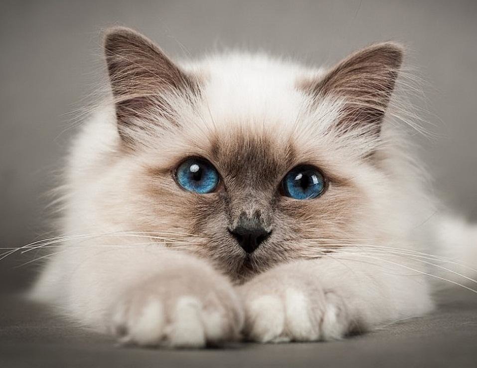 Чаровница с голубыми глазками