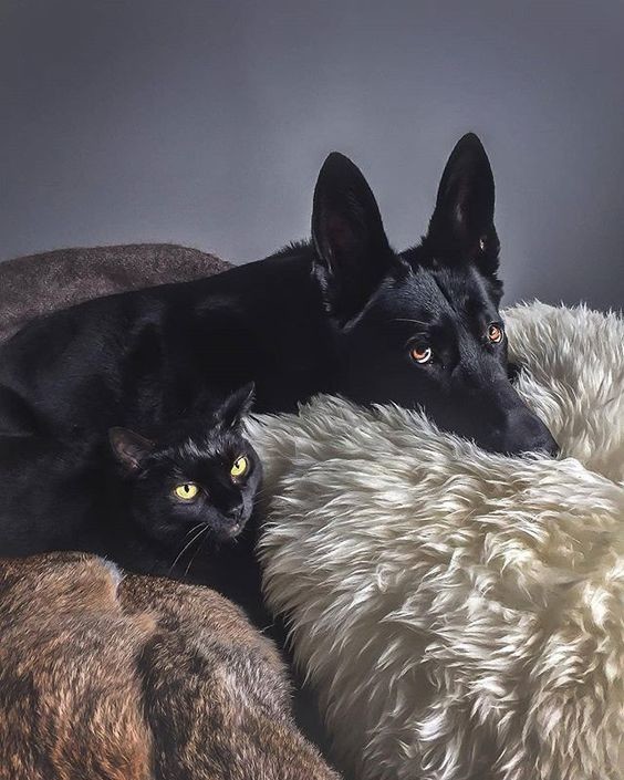 Мы с тобой - одной крови