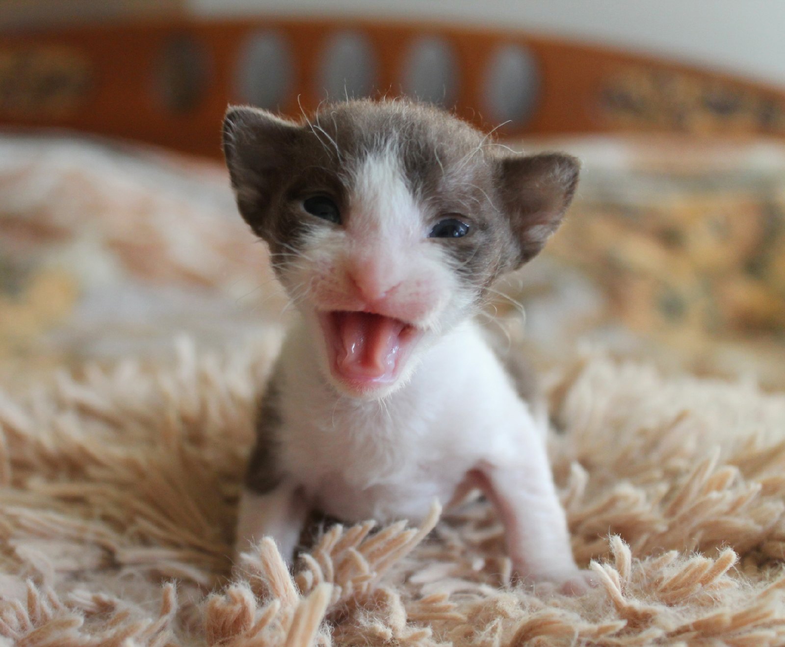 Я плачу, бегите меня жалеть