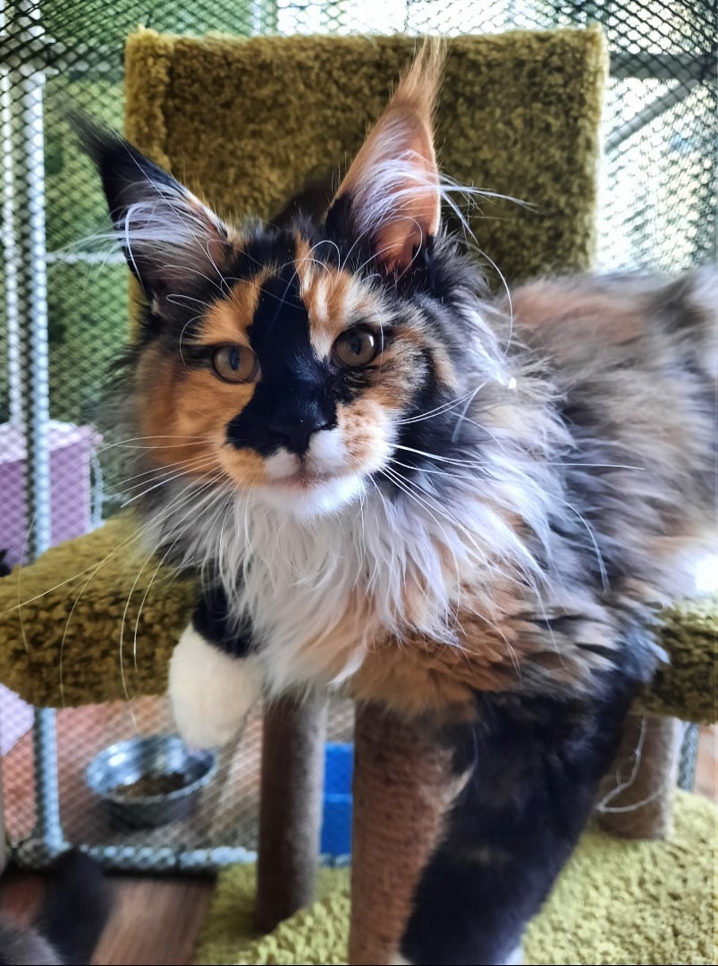 Скоро у меня появятся хозяева и дом