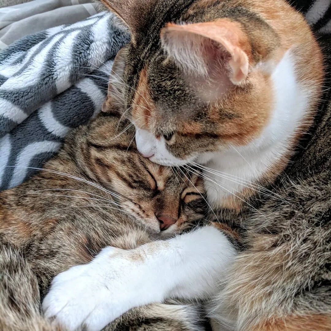 Дорогой, просыпайся