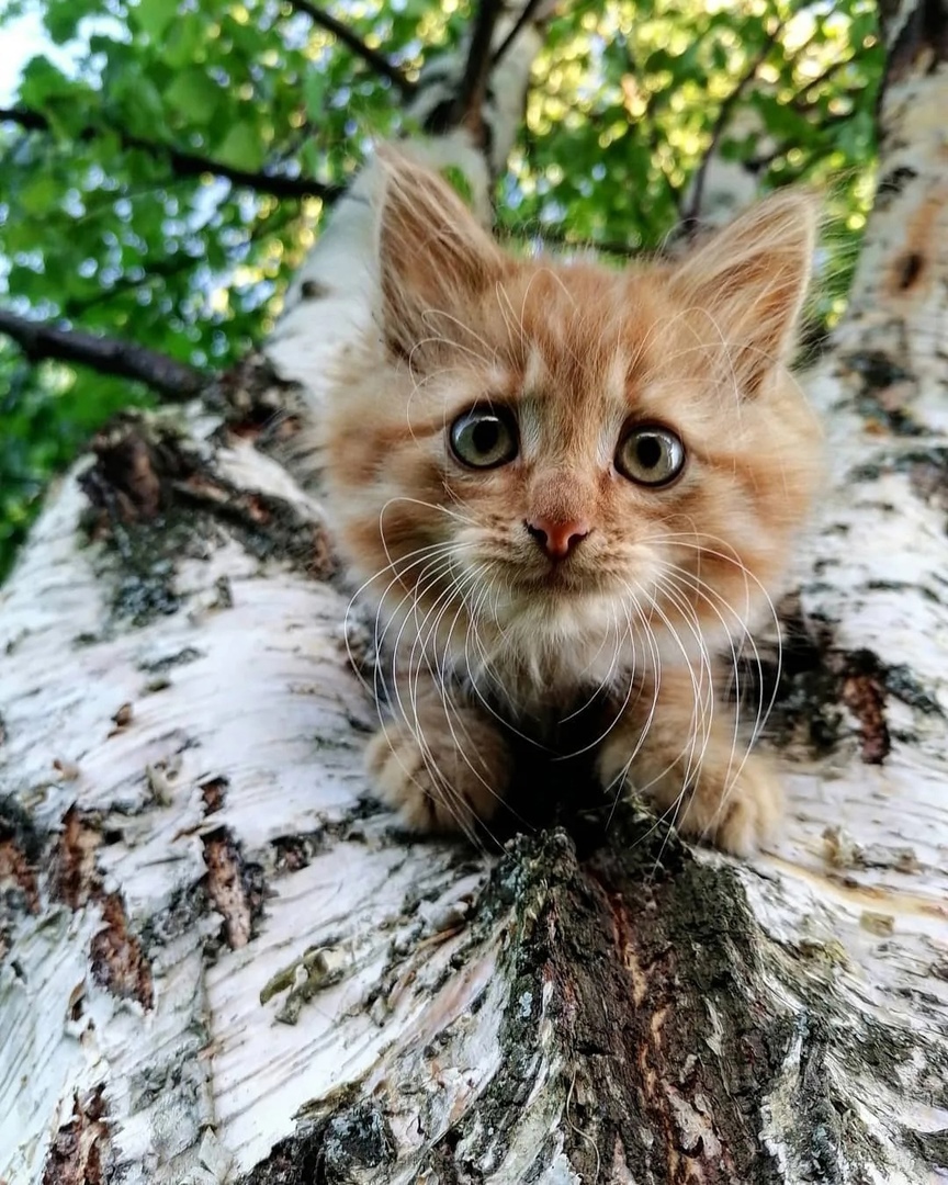 Кто снимет меня с дерева, получит порцию мурчалок