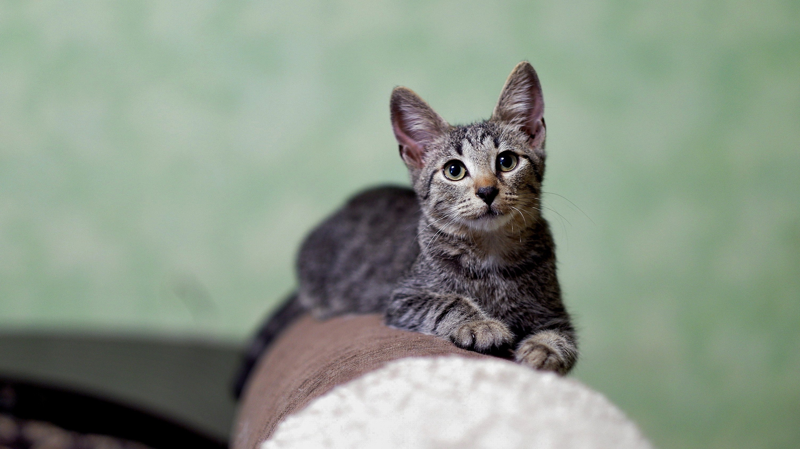 Любимый диван, любимая поза