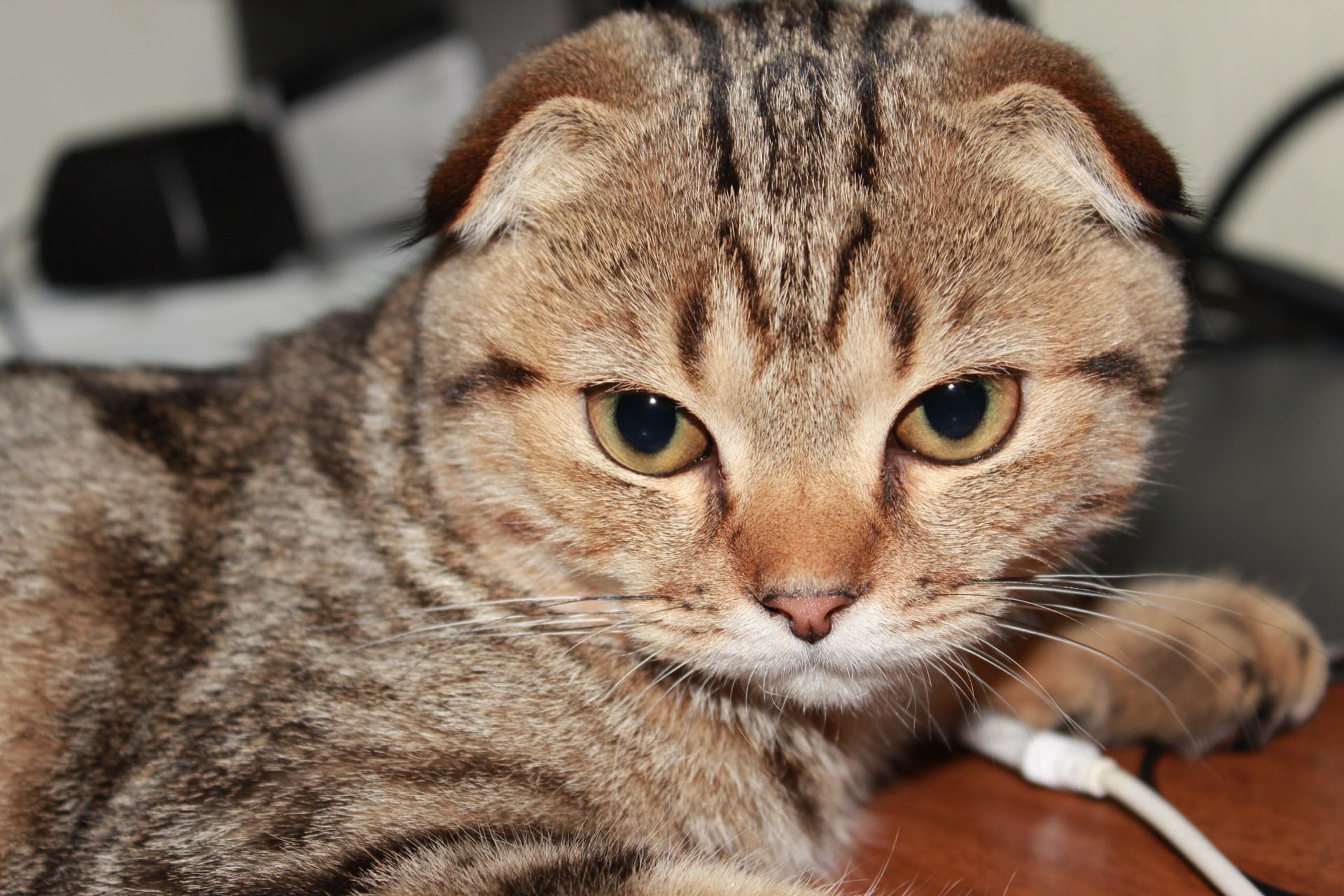 Интересно, почему мне запрещают грызть провода