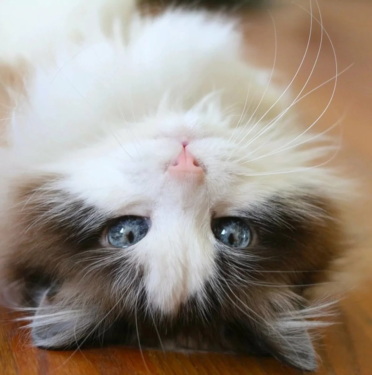 Это кто, такой красивенький проснулся