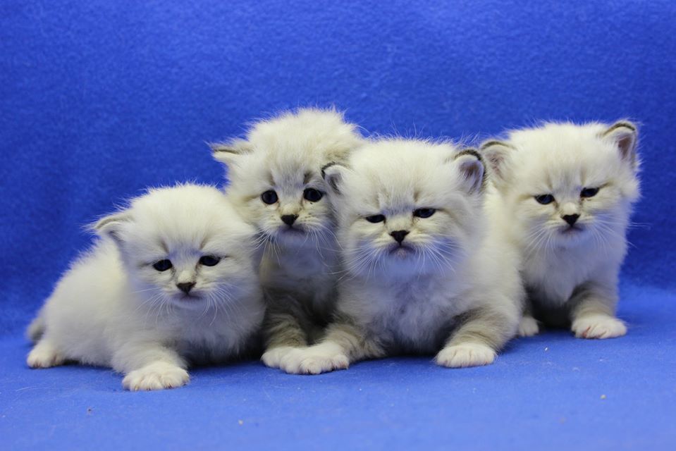 Вы чего нас мучаете, мы же ещё сонные