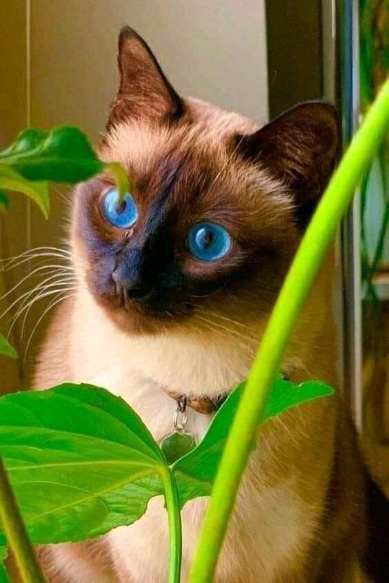 Из - за нехватки витаминов, кошки начинают подглядывать на цветы