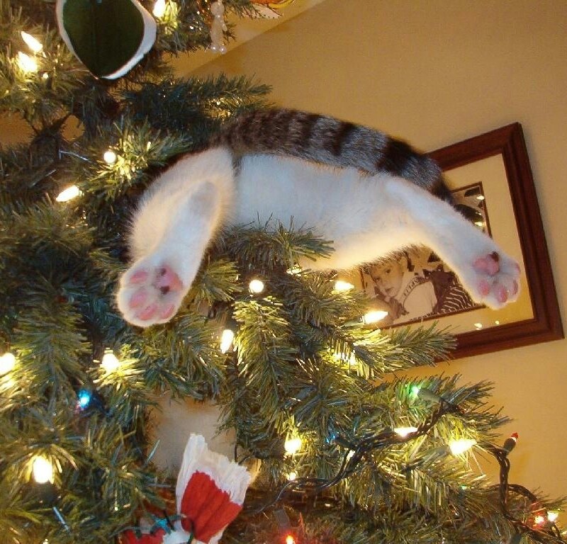 Не дам ёлку выбрасывать, только вместе со мной