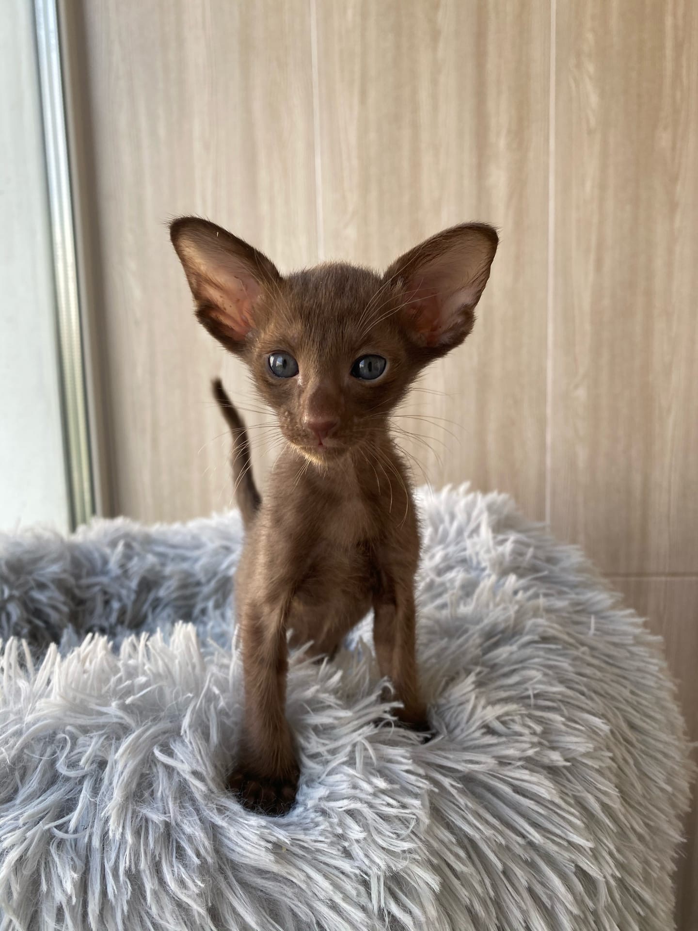 Я уже пять минут, как проснулся, а ещё не нянченный