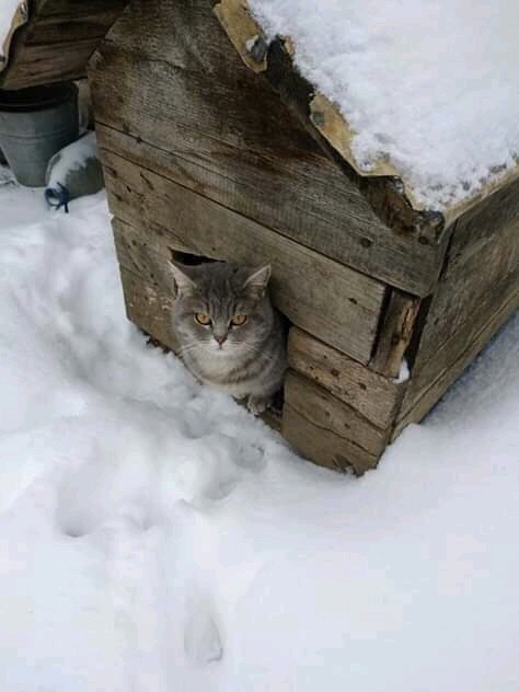 Шарика дома нет, я его за добычей отправил