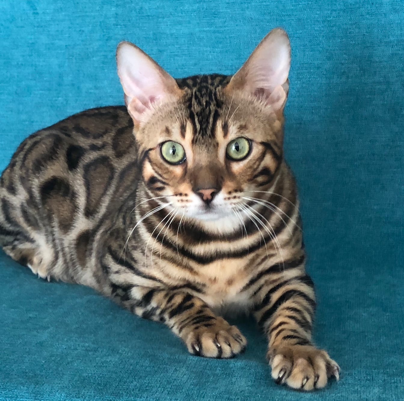 Кто это, хочет посчитать мои полосочки