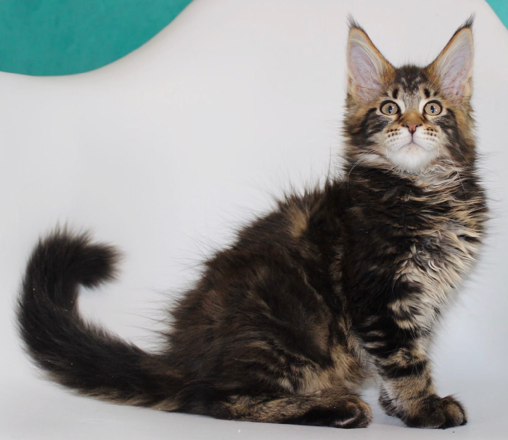 Фотосессию - можно начинать