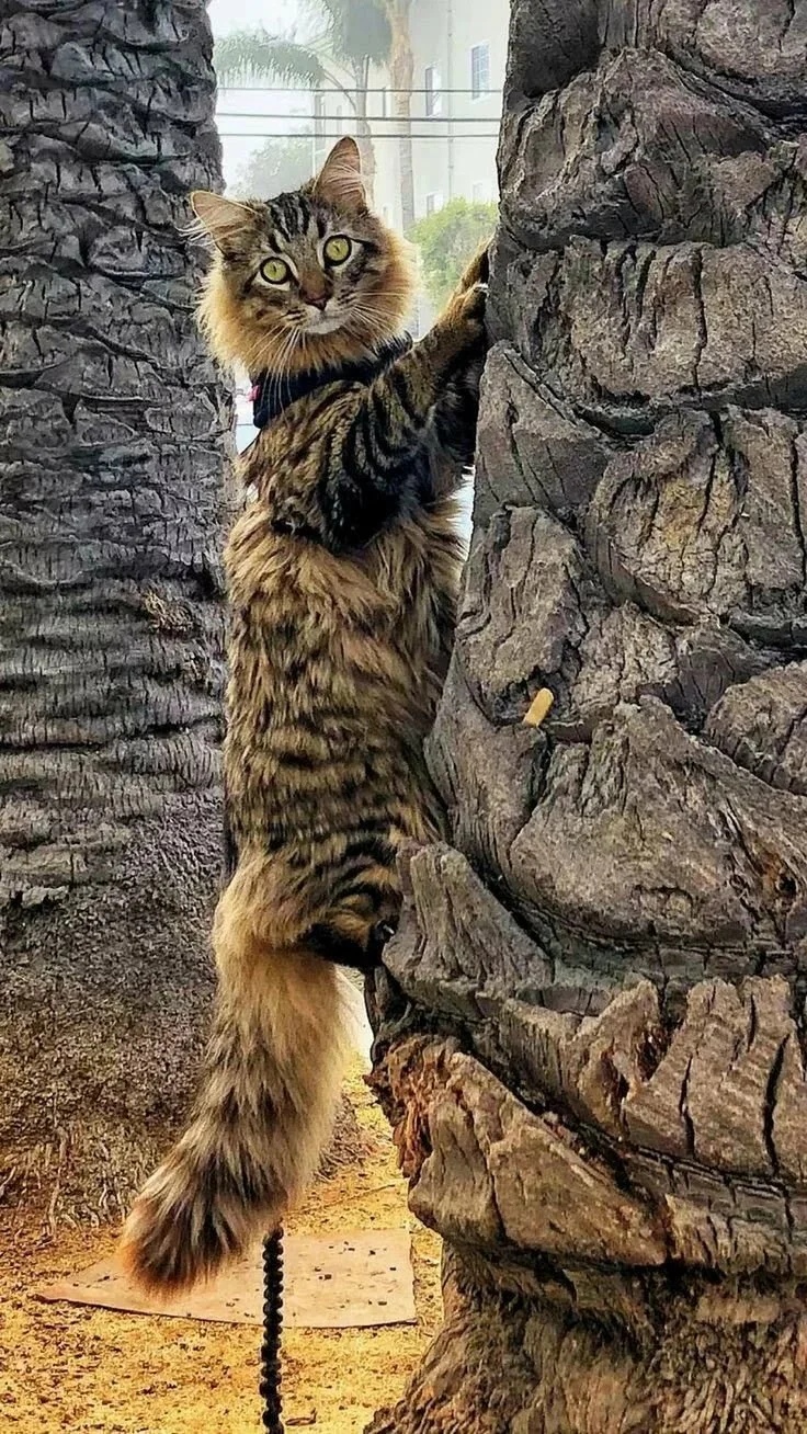Профессиональный дереволаз