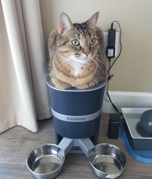 Ну и где моя еда, долго мне ждать