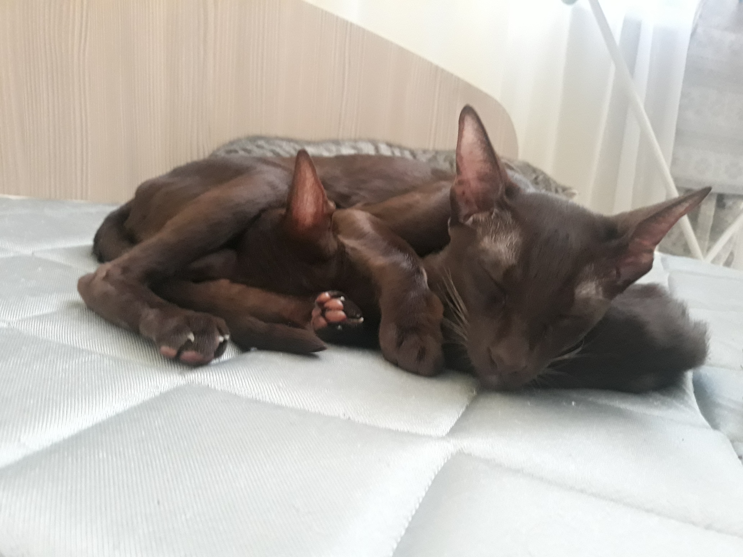 Всё семейство - отдыхает