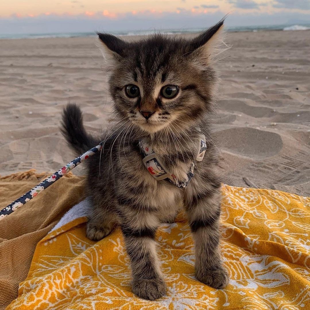 Я на море купаться приехал или сидеть на привязи