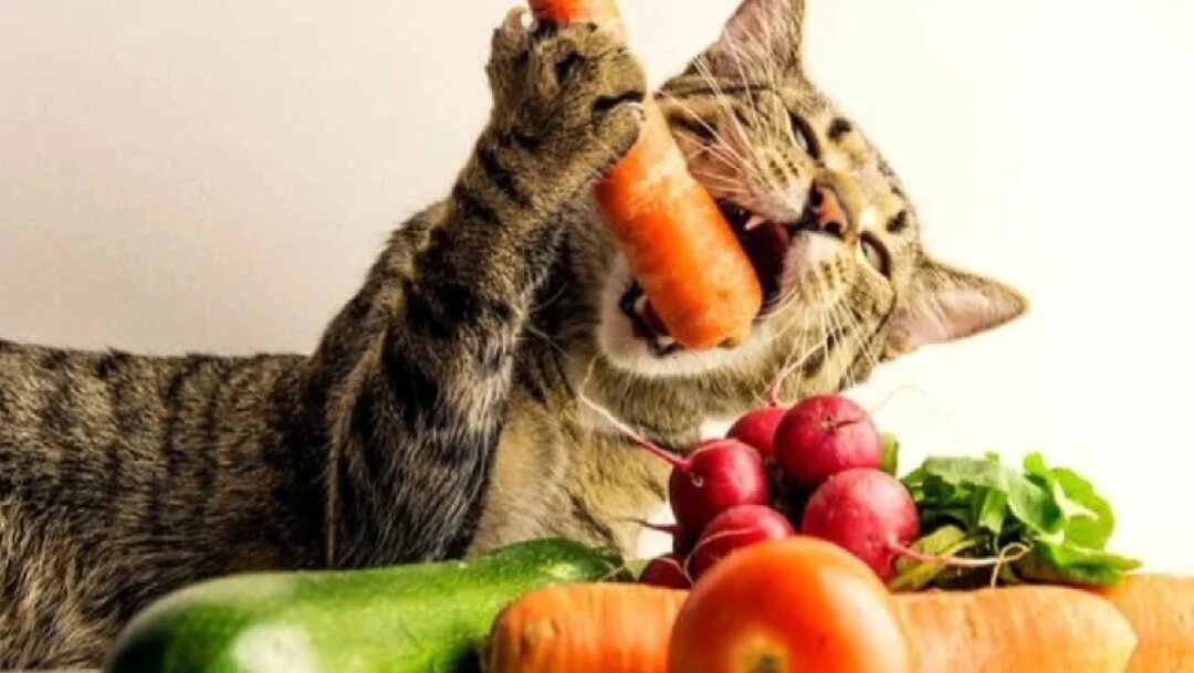 Хозяйка сказала, что овощи полезны, сейчас попробую