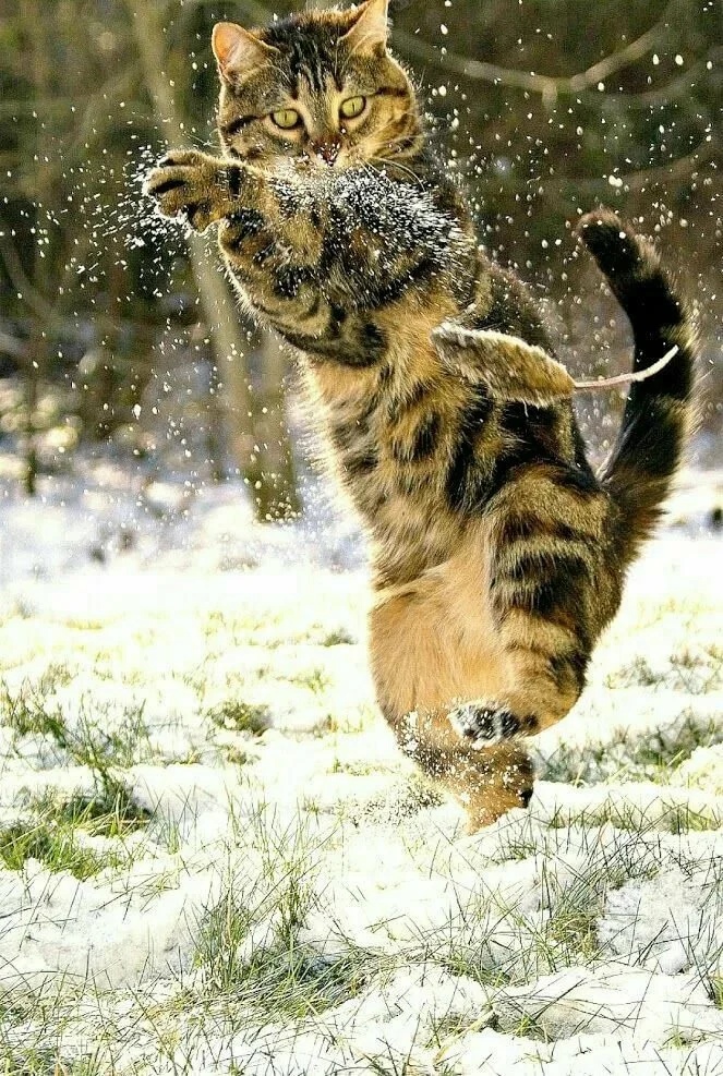 У настоящего охотника - чёткие движения