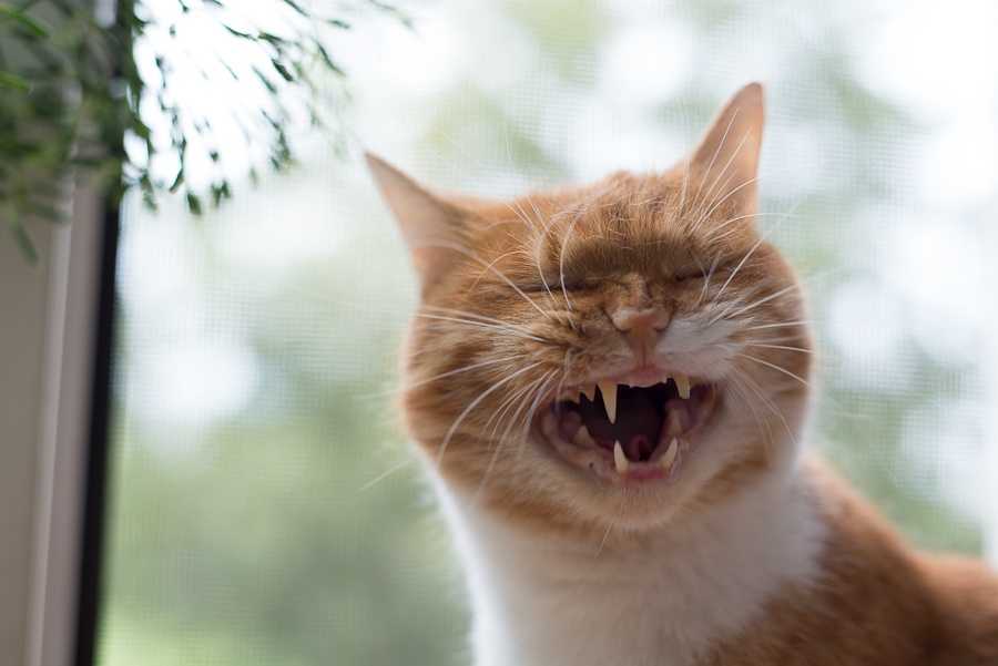 Во дворе вороны подрались, вот смеху та