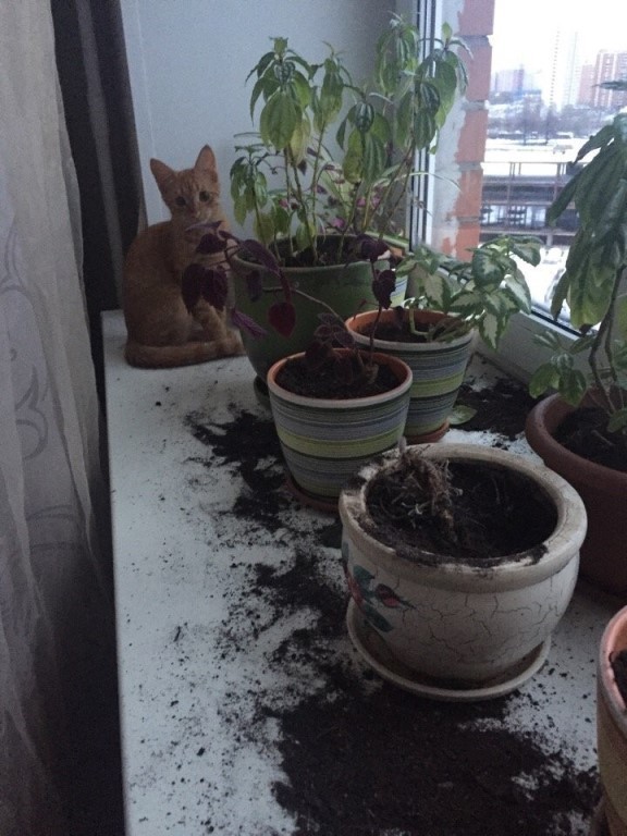 Вот хозяева обрадуются, я им цветочки прополол