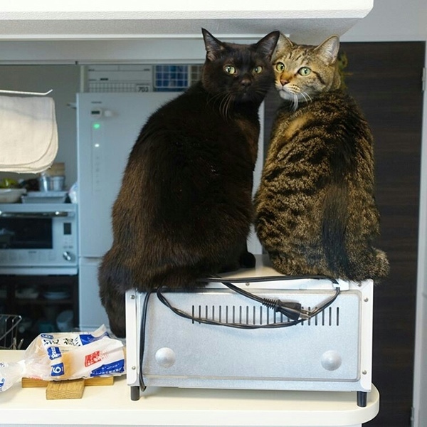 Усатые поварёшки