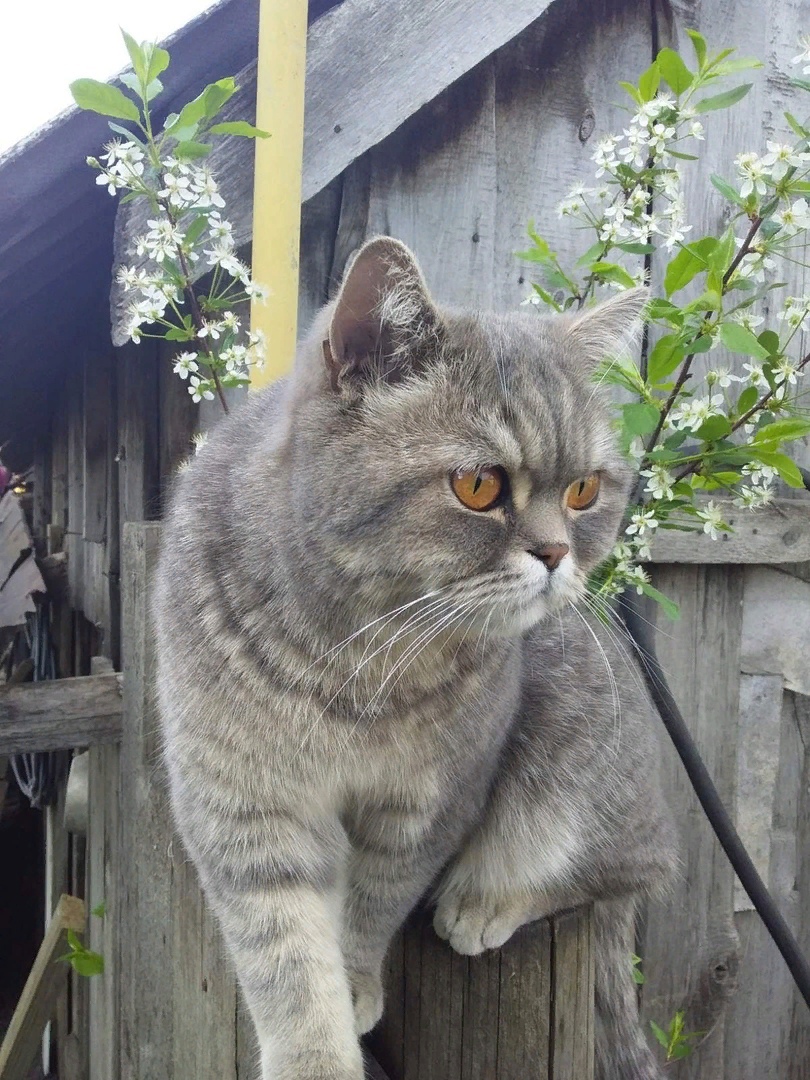 Весна пришла, коты бегут, сейчас приставать начнут