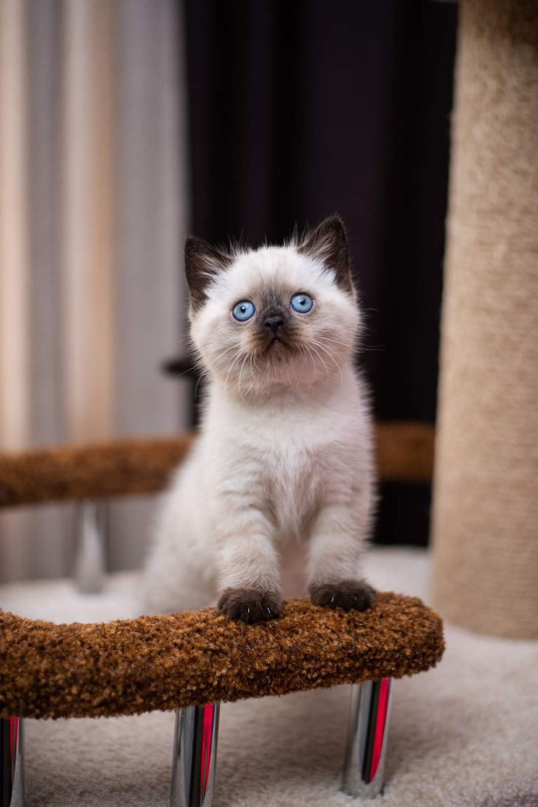 Ох уж эти, глазки голубые