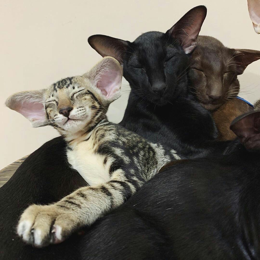 Тихий час в кошачьем семействе