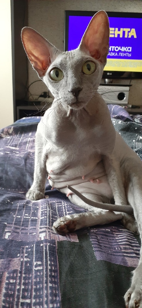 В Ленте скидки на кошачий корм, может сгоняете